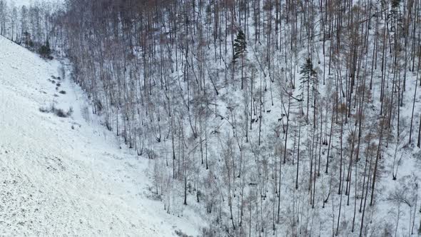 Aerial View of a Herd of Wild Deer on a Mountainside in a Snowy Winter Forest