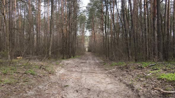 Road in the Forest During the Day Slow Motion alt