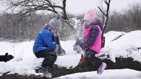 Boy and Girl are Sitting on an Ancient Tree in a Winter Forest and Throwing Snow at Each Other