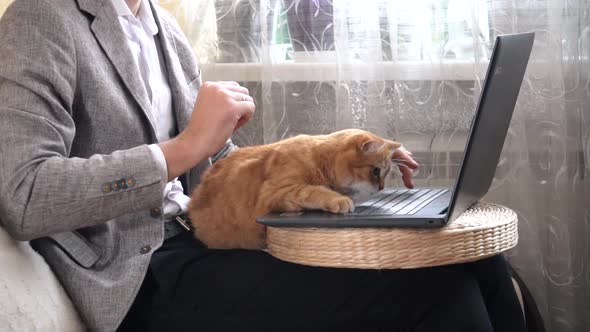 A man working on laptop at home during a Covid-19 pandemic lockdown with a red cat