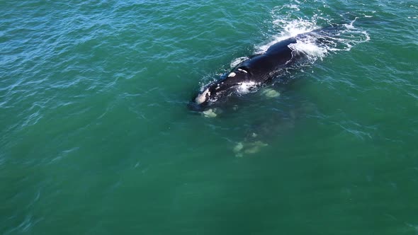 Mother and calf Southern Right Whales floating together; calf playful, bobbing up and down alt