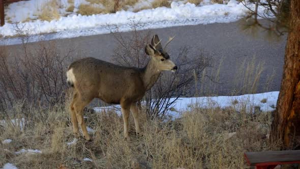 Mule deer buck eating grass and looking around in an urban yard. alt