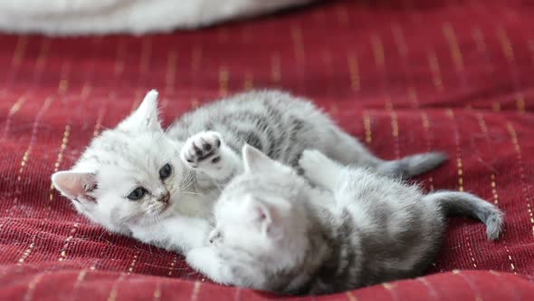 Cute Scottish Kittens Playing On Sofa alt