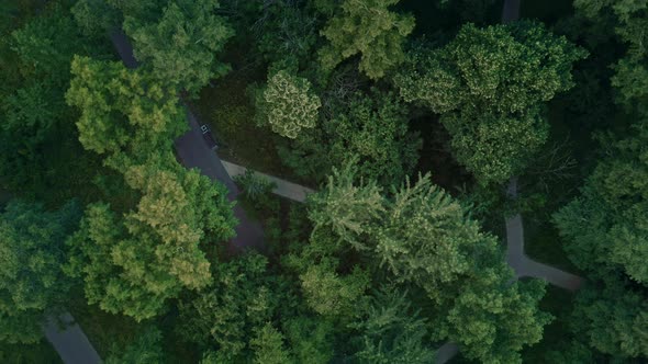 Aerial View of Drone Zoom Out of Green Trees in Park