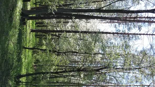 Vertical Video of Green Forest During the Day alt