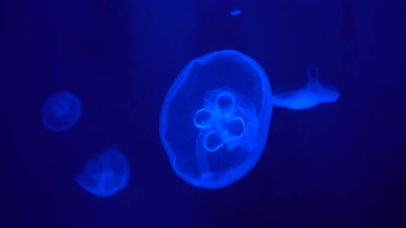 Moon Jellyfish Floating Slow in The Underwater Deep at Blue Background alt