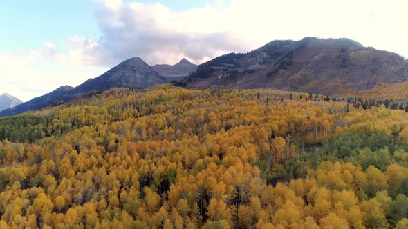 Flying up mountain side over colorful aspen tree forest alt