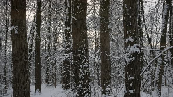 Walking Motion In Winter Snowy Forest Park alt