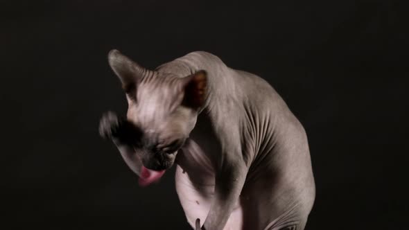 Lovely Canadian Sphinx Cat Washes Her Face 