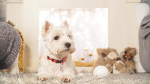 West Highland White Terrier Dogs Waiting for Christmas