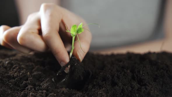 Closeup of an Elderly Woman's Hands with an Apple Tree Sprout alt