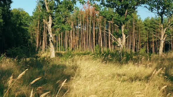 Motion Trough Wild Autumn Forest alt