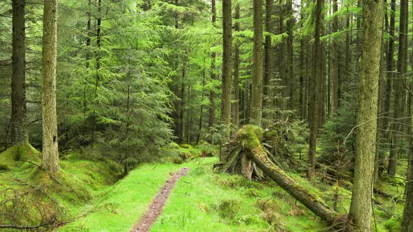 Panning Through a Forest