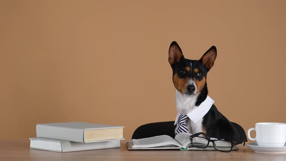 Basenji in a Collar and Tie Sits at a Table with Glasses Books and a Cup of Tea alt