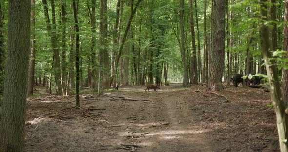 Wild Boars In The Woods 01 alt