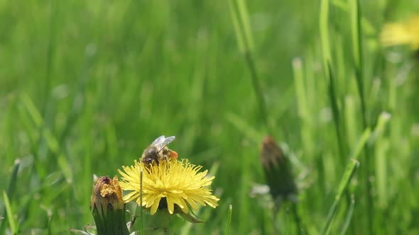 A Bee Collects Pollen From a Dandelion