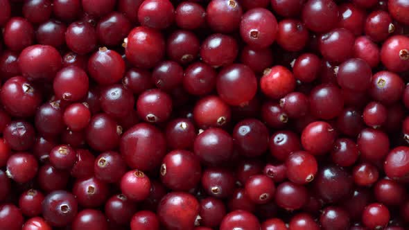 Harvest the red fresh cranberry, close up. Red berries background, rotates alt
