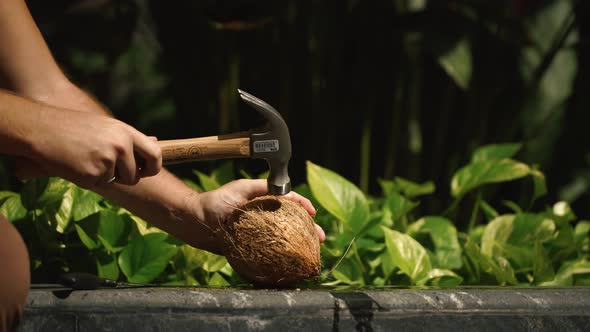 Open Coconut Fruit By Hammer in the Green Garden Background