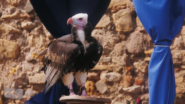Fighting Bird Andean Condor Eagle Head Portrait Trained Flying Animals Closeup alt
