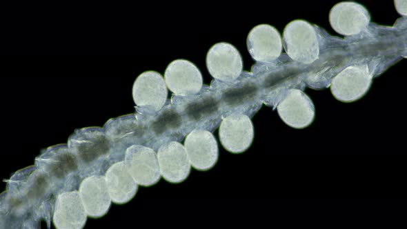 Worm family Syllidae under a microscope, Polychaeta class, Exogoninae Subfamily alt
