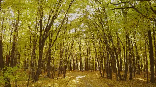 Calm Flight Through Early Fall Autumn Forest During Beautiful Sunset Evening alt