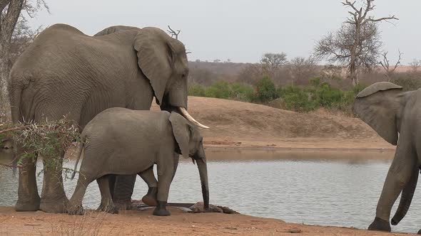 Elephant calf and adults drink and interact by waterhole in bushland alt
