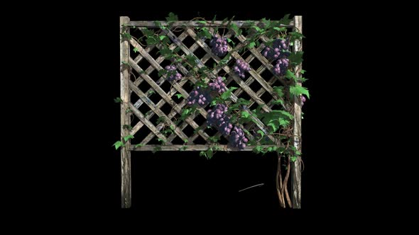 Grape vine Grow in Fence alt