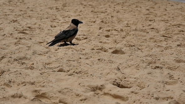 Crow standing on the sand beach