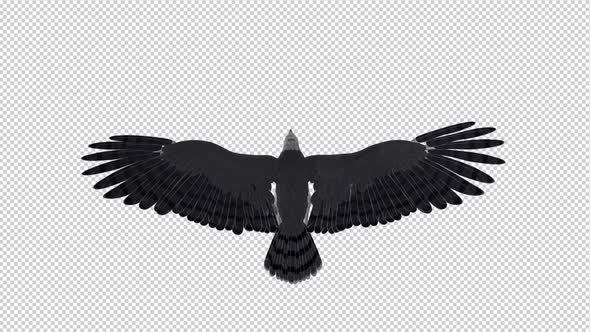 Harpy Eagle - Flying Loop - Back View