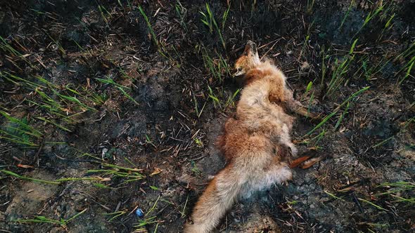 Dead fox due smoke intoxication, lay on the burned ground filled with ash