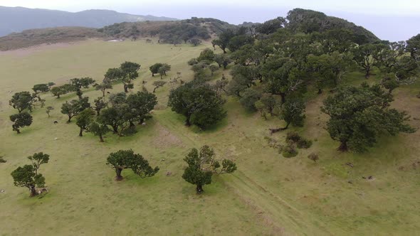 Aerial view of old and rare Fanal laurisilva forest on Madeira island, Portugal alt
