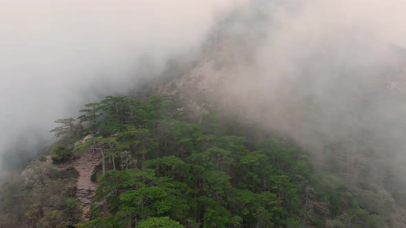 Misty Forest, Drone Flying Through the Clouds at the Top of Mountain, Aerial Shot alt
