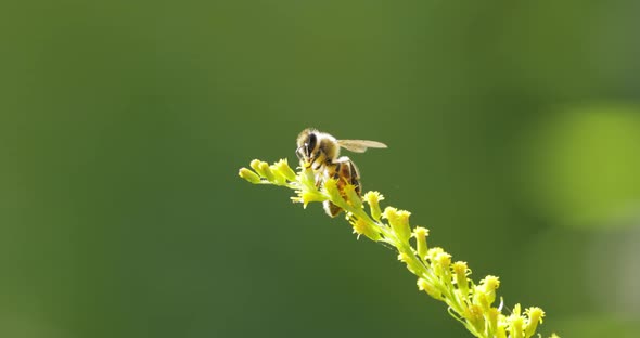 Bee Pollinating and Collects Nectar From the Flower of the Plant alt