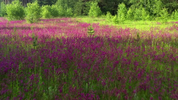 Flying above glades with pink wild flowers between trees.
