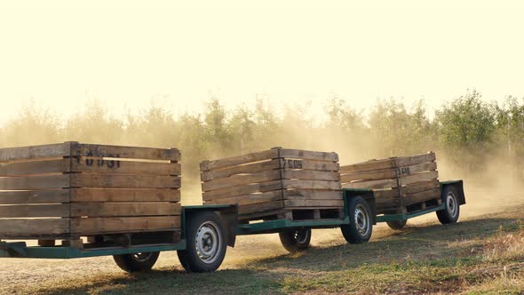 Apple Harvest. the Tractor Carries Empty Wooden Crates, Boxes in Farm Orchard. Sunset, Autumn Sunny alt