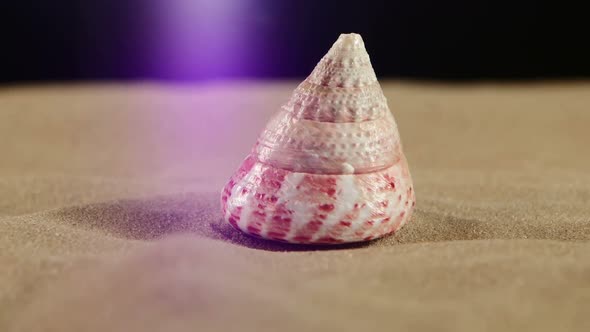 Little Sea Shells with Sand and Back Light, Rotation, on Black alt