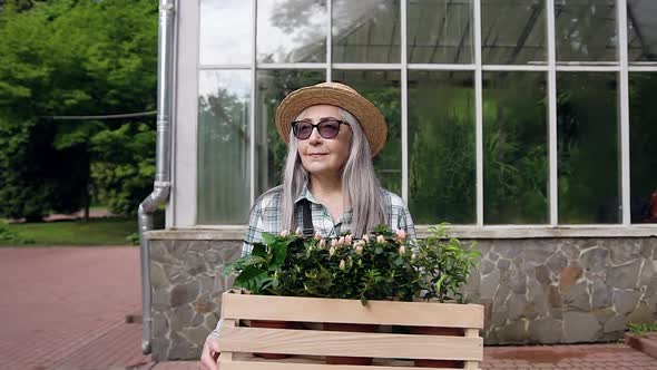 65-70 Aged Female Gardener Carrying Wooden Box with Flowerpots Near Beautiful Greenhouse alt