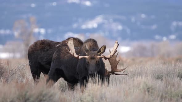 Bull Moose grazing through the brush together after the Rut in Wyoming alt