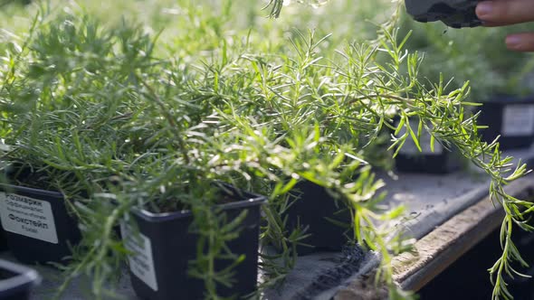 Farmer Takes Rosemary Plants in Small Pots From Table