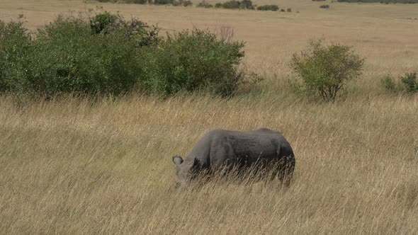 Rhinoceros grazing in Masai Mara National Reserve alt