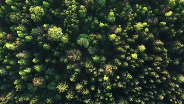 Aerial Cinematic View Flight Over Green Forest on Summer Sunny Day alt