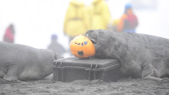 Two Elephant Seals Playing with Helmet on the Beach