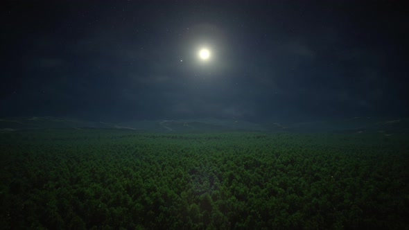 Camera Flying Over Windy Night Forest 4K alt