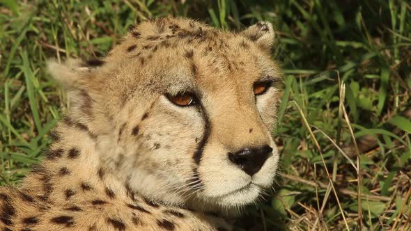 Cheetah Looking Around in African Plains