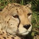 Cheetah Looking Around in African Plains - VideoHive Item for Sale