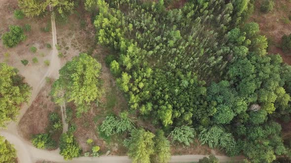 Aerial top down shot of a green forest with lots of trees and paths. Tordera, Spain. alt