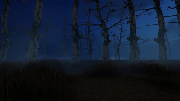 Spooky Forest at Night