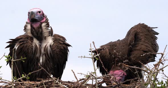 Lappet Faced Vulture, torgos tracheliotus, Pair standing on Nest Masai Mara Park in Kenya alt