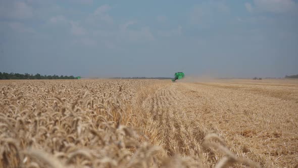 Harvesting Wheat