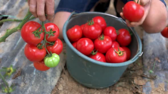 Man Harvesting Ripe Red Tomatoes in Greenhouse alt